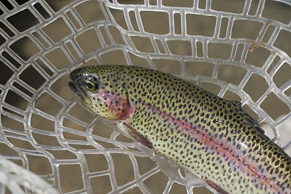 Rainbow Trout in net